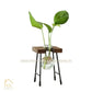 HDC Indoor Propagation Station Wooden Stand With 1 Bulb-Shaped Glass Vases Test Tube (Style 1)