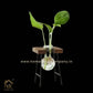 HDC Indoor Propagation Station Wooden Stand With 1 Bulb-Shaped Glass Vases Test Tube (Style 1)
