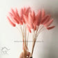 Hdc Naturally Dried Bunny Tail Flower Decor Bunch (Pink)