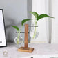 HDC Indoor Propagation Station Wooden Stand With 1 Bulb-Shaped Glass Vases Test Tube (Style 2)