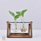 HDC Indoor Propagation Station Wooden Stand With 2 Bulb-Shaped Glass Vases Test Tube (Style 2)
