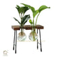 HDC Indoor Propagation Station Wooden Stand With 2 Bulb-Shaped Glass Vases Test Tube (Style 2)