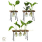 HDC Indoor Propagation Station Wooden Stand With 2 Bulb-Shaped Glass Vases Test Tube (Style 2)