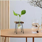 HDC Indoor Propagation Station Wooden Stand With 1 Bulb-Shaped Glass Vases Test Tube (Style 1)