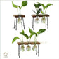 HDC Indoor Propagation Station Wooden Stand With 1 Bulb-Shaped Glass Vases Test Tube (Style 1)