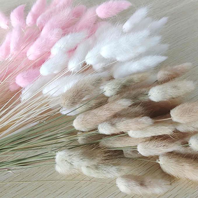 Bunch of Natural Bunny Tails grass (25 pcs) - HDC.IN