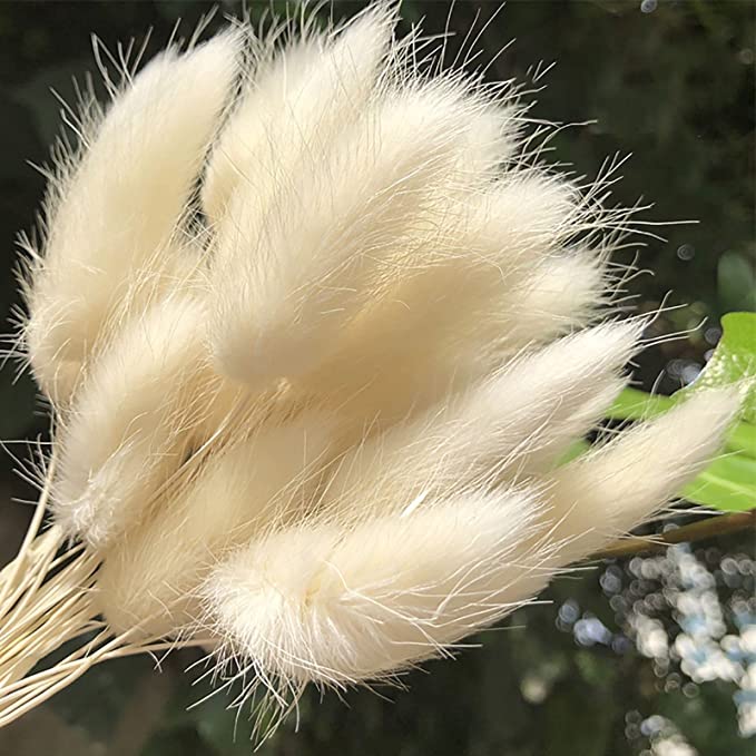 Bunch of Natural Bunny Tails grass (25 pcs) - HDC.IN